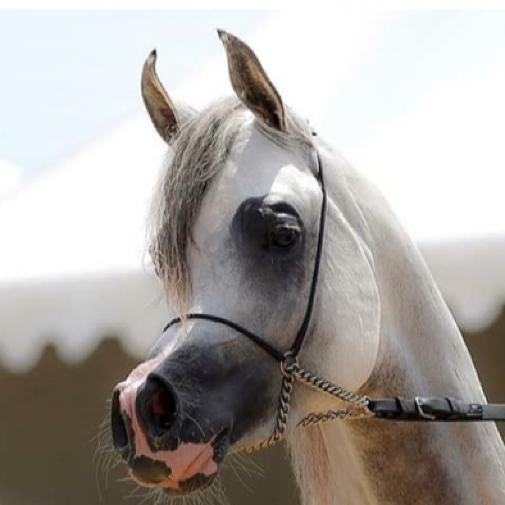 رشمة جمال فرنسية France Show Halter