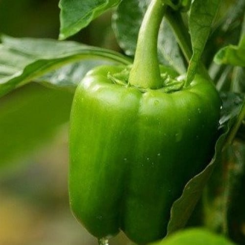 بذور فلفل بارد أخضر Capsicum annuum