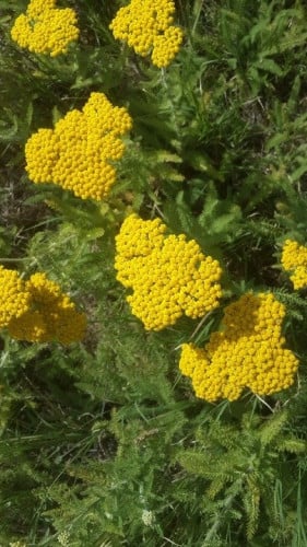 ثفراء - ضفراء - قيصوم جبلي 100 بذور Achillea arabi...