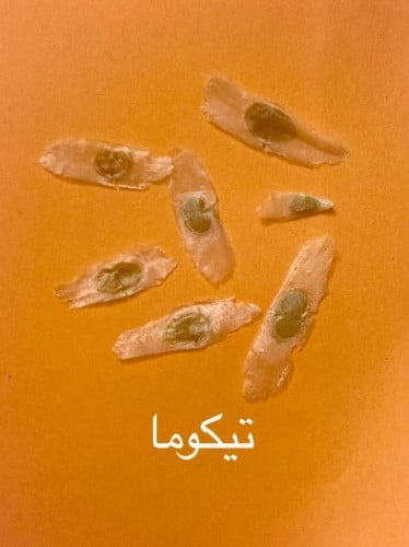 بذور شجرة التيكوما 10بذرات