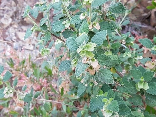 شرمة 15 بذرة Otostegia fruticosa