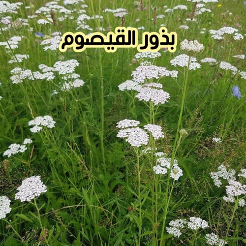 بذور القيصوم ( 10 بذرات )