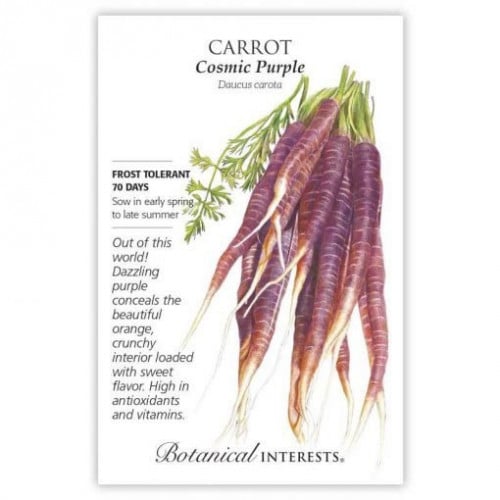 بذور جزر بنفسجي - Carrot Cosmic Purple Seeds