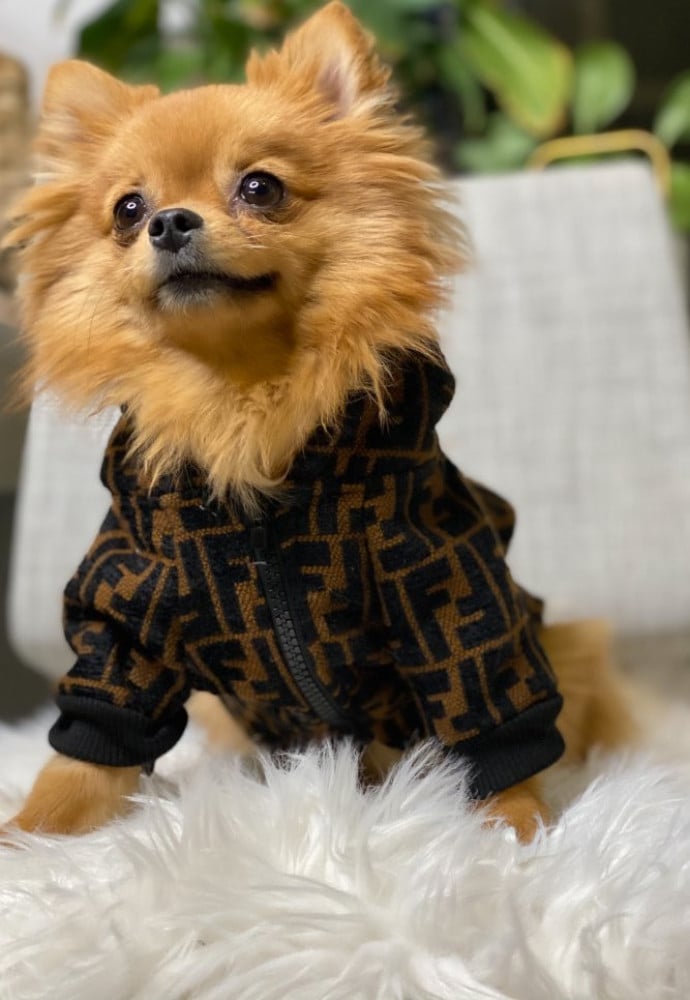 fendi jacket - Healthy and high quality pet food