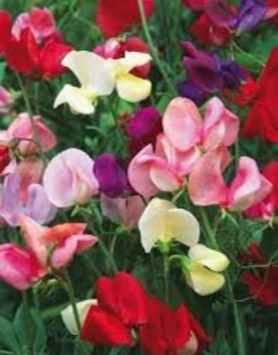 بذور سويت بيز مخلوط  ( بسله الزهور ) 99ء