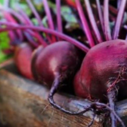 بذور بنجر 39