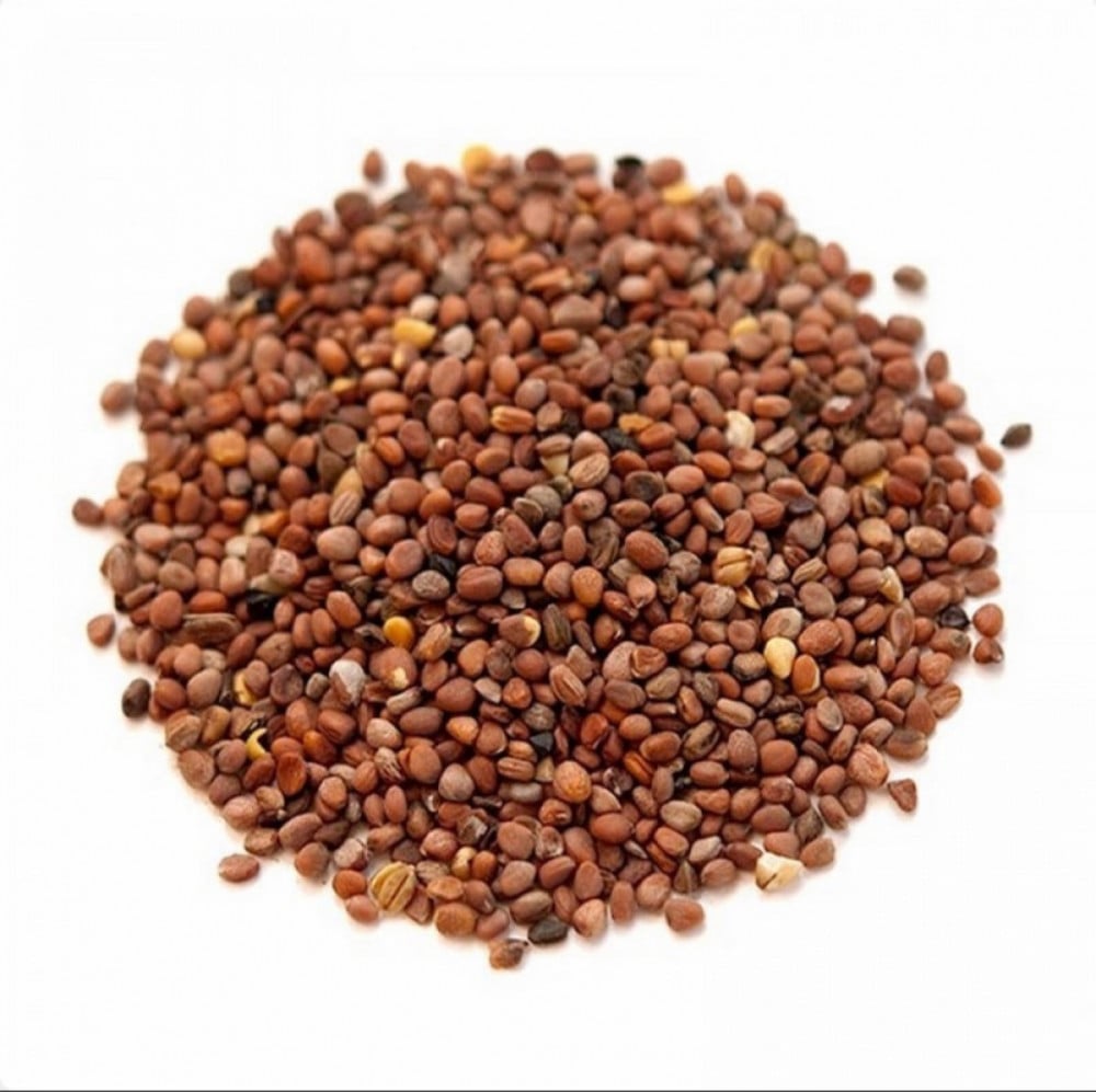 بذور الفجل