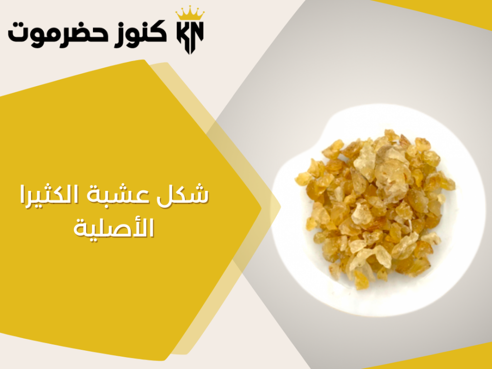 شكل عشبة الكثيرا الأصلية وأهم فوائدها الصحية-كنوز حضرموت