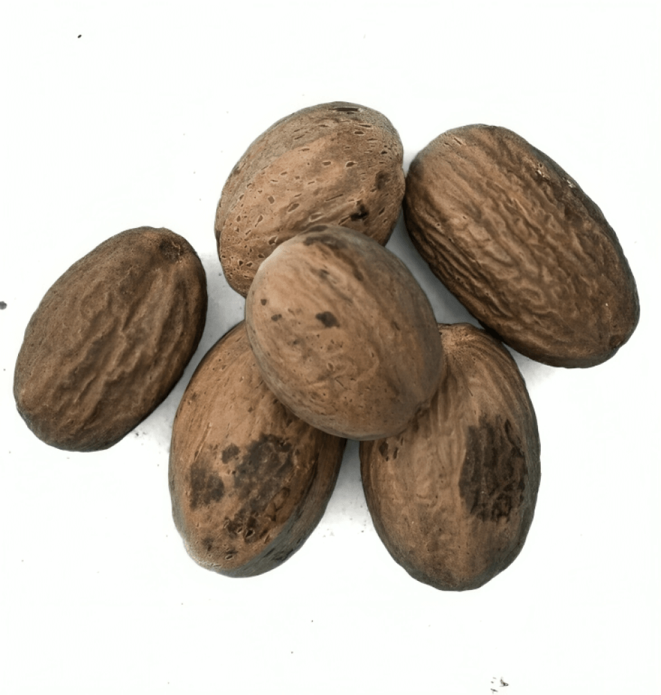 عود الصليب المغربي: تاريخ، خصائص، واستخدامات