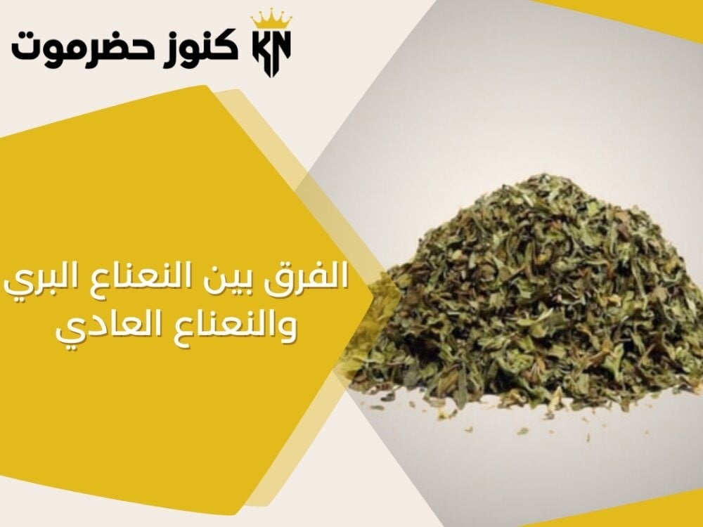 الفرق بين النعناع البري والنعناع العادي-عطارة كنوز حضرموت