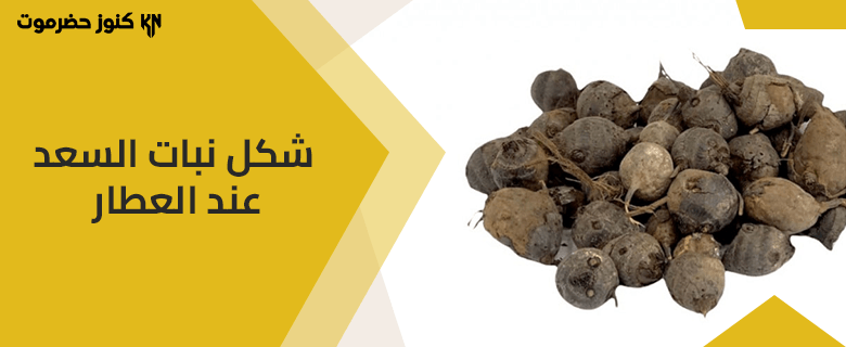 ما هو شكل نبات السعد عند العطار؟ وأهم طرق استعماله