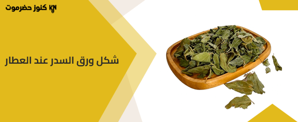 كيف يكون شكل ورق السدر عند العطار؟