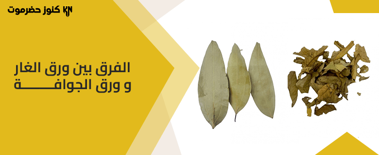 الفرق بين ورق الغار ورق الجوافة-دليل شامل