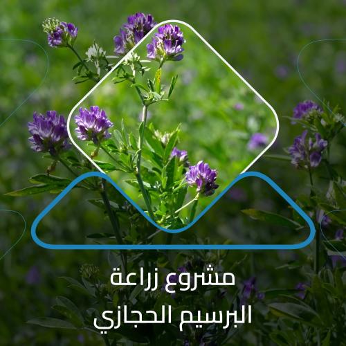 دراسة جدوى مشروع زراعة البرسيم الحجازي