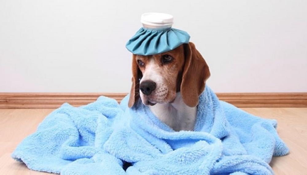 الحمى عند الكلاب