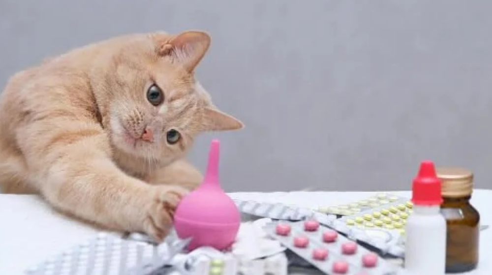 أفضل فيتامينات تحتاجها القطط الصغيرة