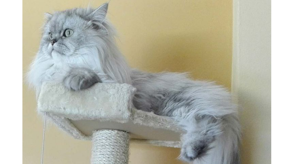 نصائح للعناية بقطط الشنشيلا