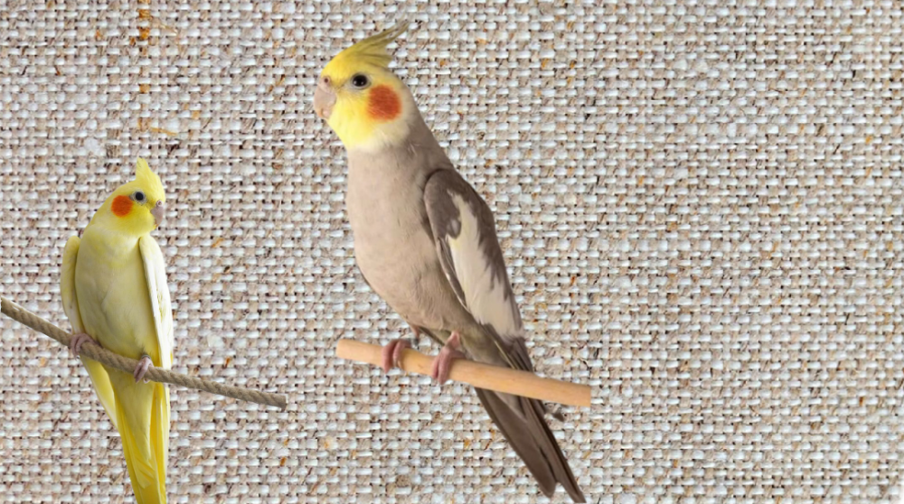 افضل طريقة لإستحمام طائر الكوكتيل