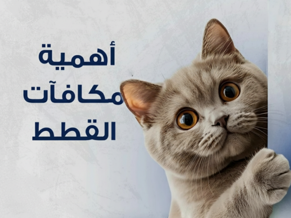 لماذا تحب القطط المكافات (أهميتها وفوائدها)