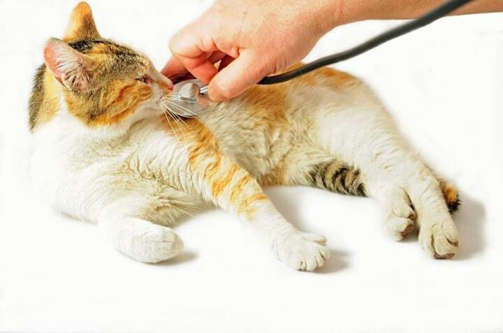 اسباب اسهال القطط وكيفية علاجه والوقاية منه