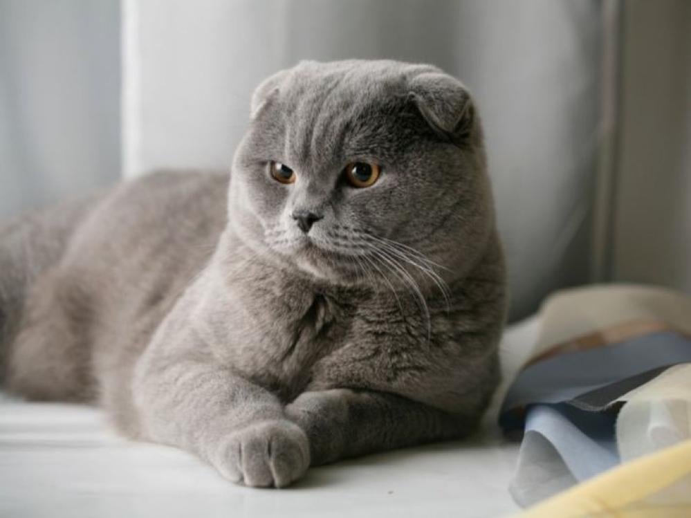 تحسين سلوك القطط