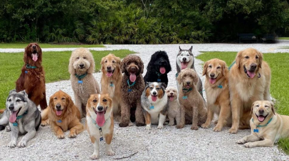 أشهر أنواع الكلاب المنزلية ونصائح تربيتها في المنزل