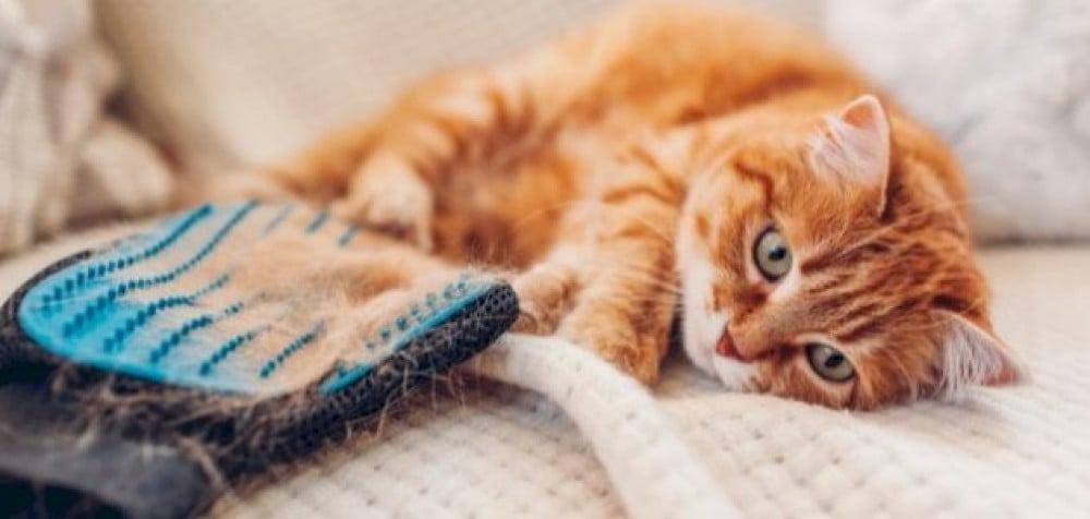 متى يتساقط شعر قطك الأليف