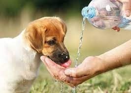 أهمية شرب الماء عند الكلاب
