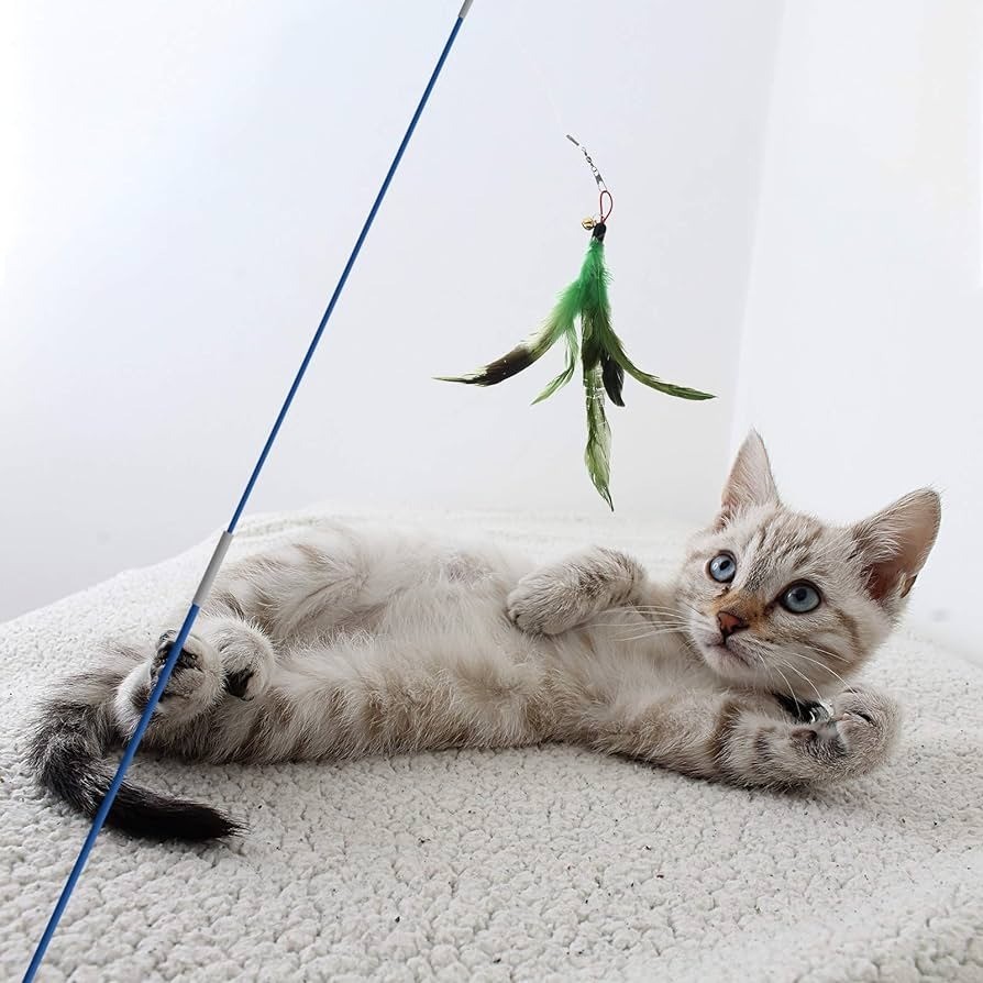 لماذا لا يلعب قطك الأليف