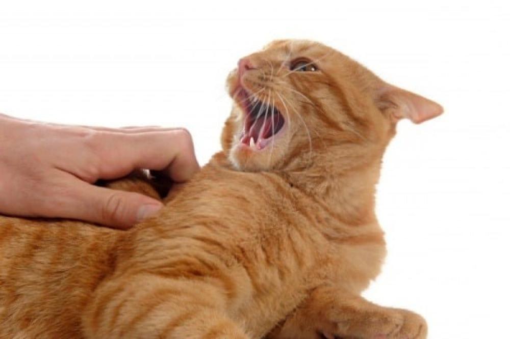 لماذا يهاجمك قطك فجأة