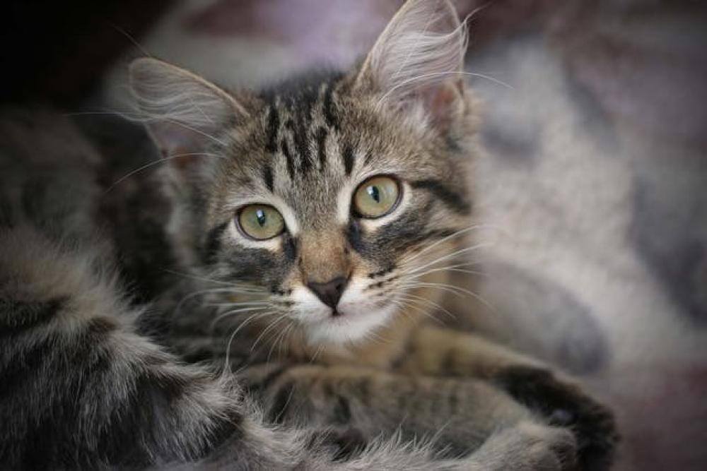 لماذا يكثر مواء القطط