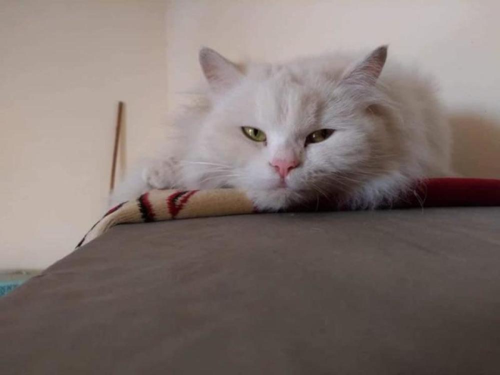 تأثير تناول الطعام الحار على القطط