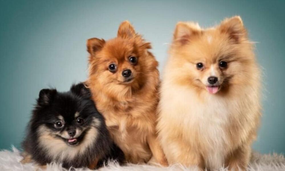 تدريب الكلاب على استخدام الحمام