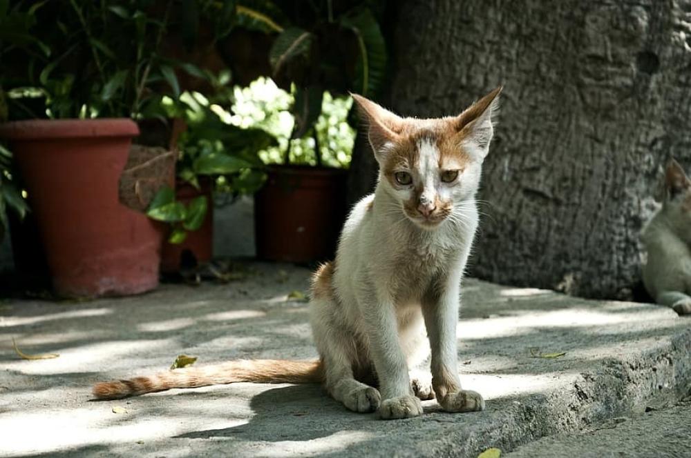 سوء التغذية عند القطط