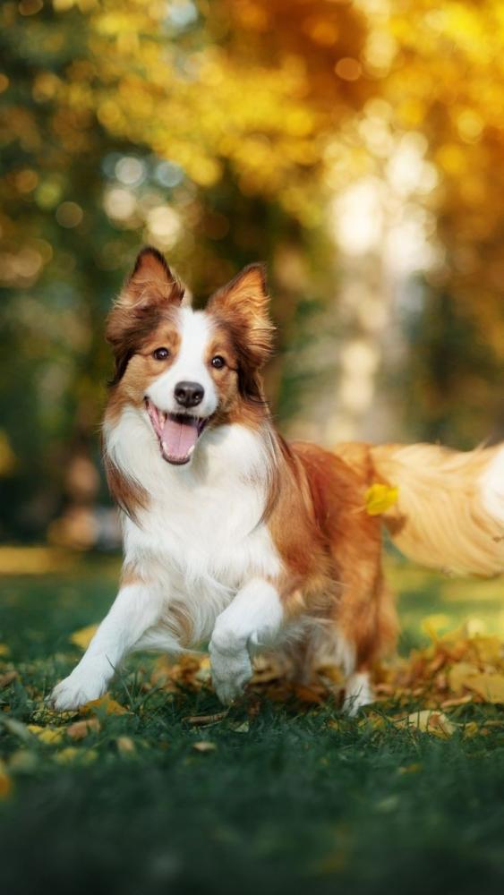 دليل العناية بالحيوانات الأليفة حسب الفصول