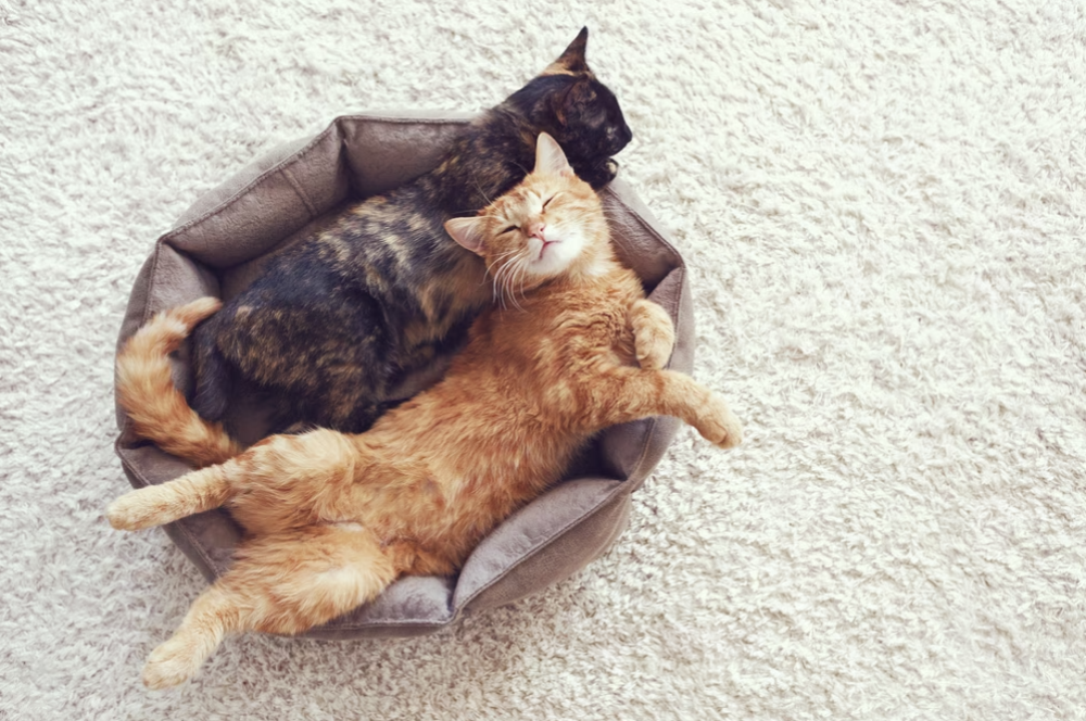 عدم التزاوج عند القطط