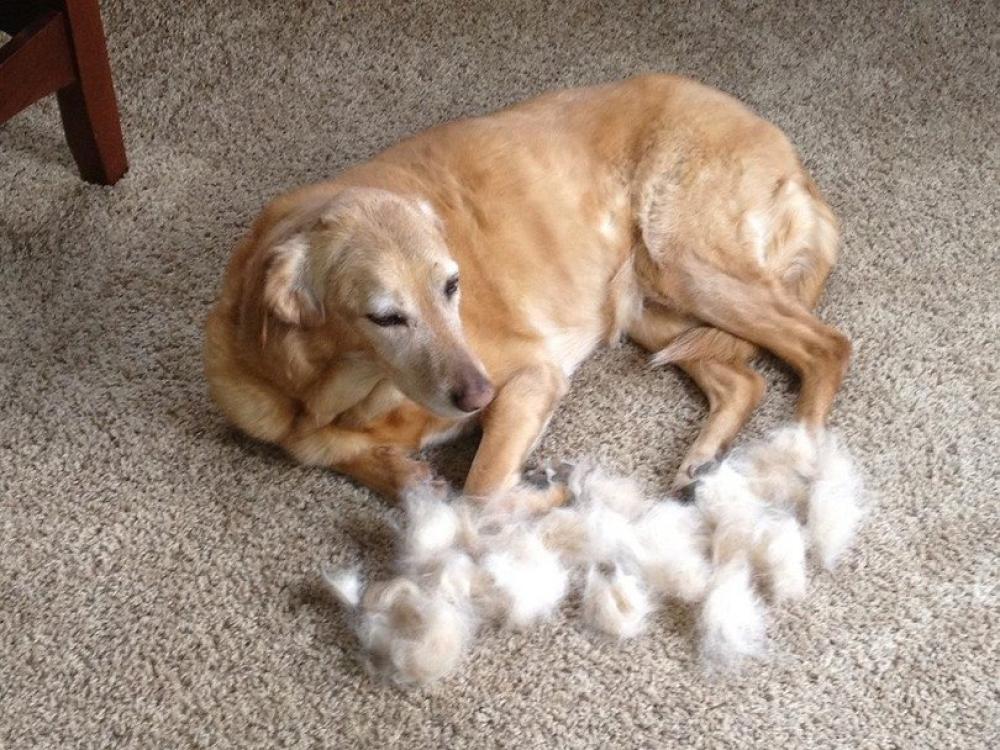 لماذا يتساقط شعر كلبك الأليف