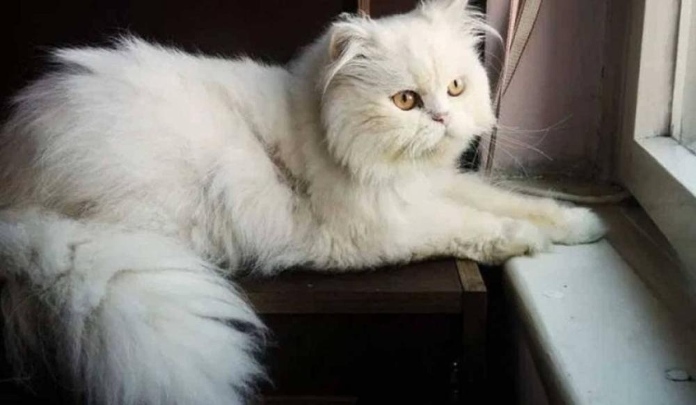 ترك قطك الأليف في المنزل لوحده
