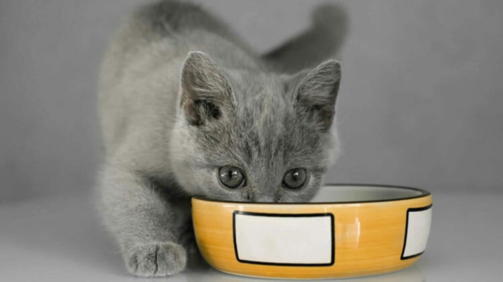 الطعام الرطب لدى القطط