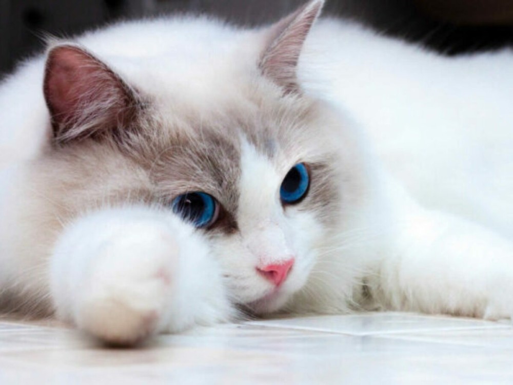 فقدان الوزن عند القطط