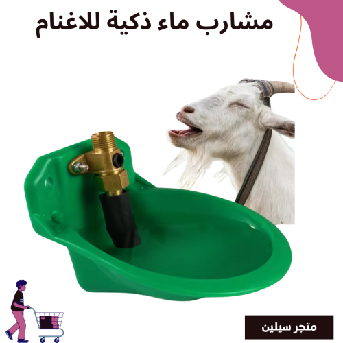 مشارب ماء ذكية للأغنام