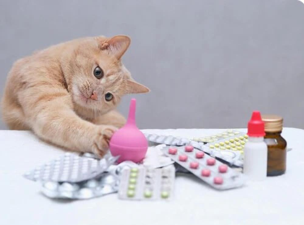 أفضل فيتامين للقطط الصغيرة