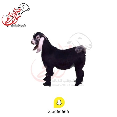 تيس عارضي لباني