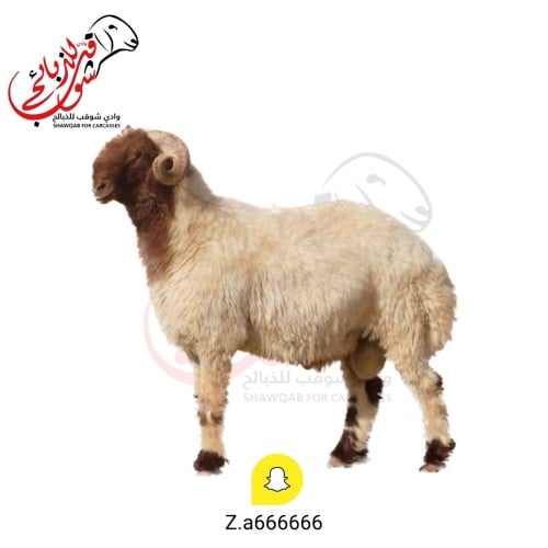طلي نعيمي جبر