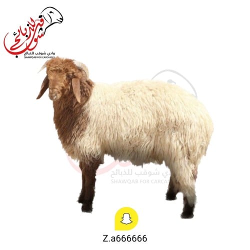 طلي نعيمي وسط