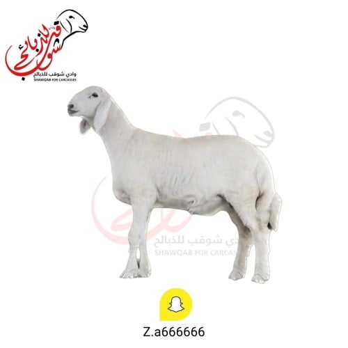 طلي حري وسط