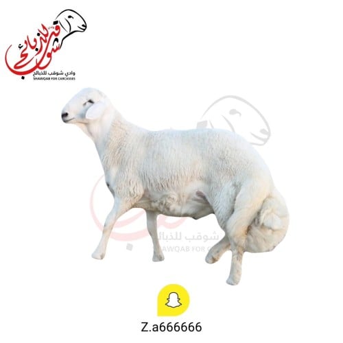 طلي حري جبر