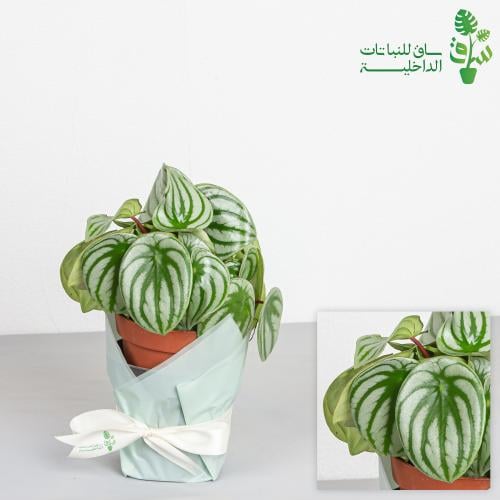 ببروميا ارجيريا