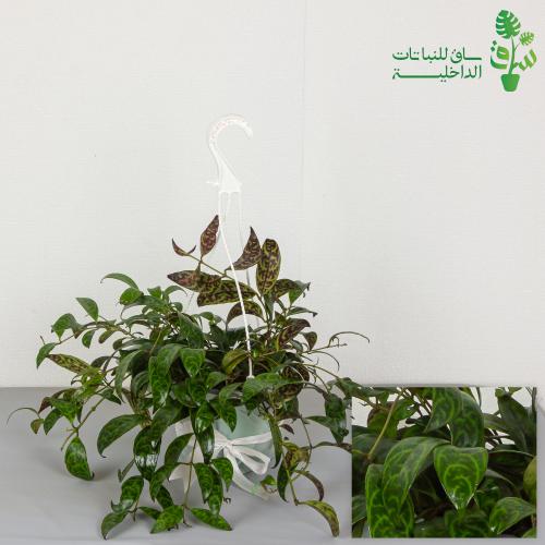 باقودا سوداء Black Pagoda