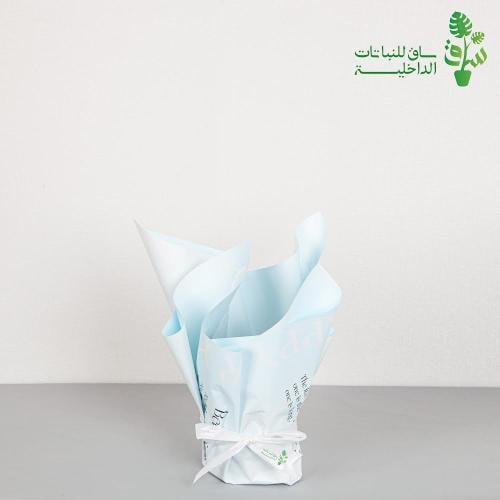تغليف نباتات ازرق فاتح